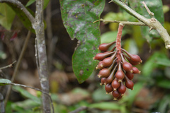 Scleropyrum pentandrum